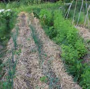 Image de culture sur Mulch