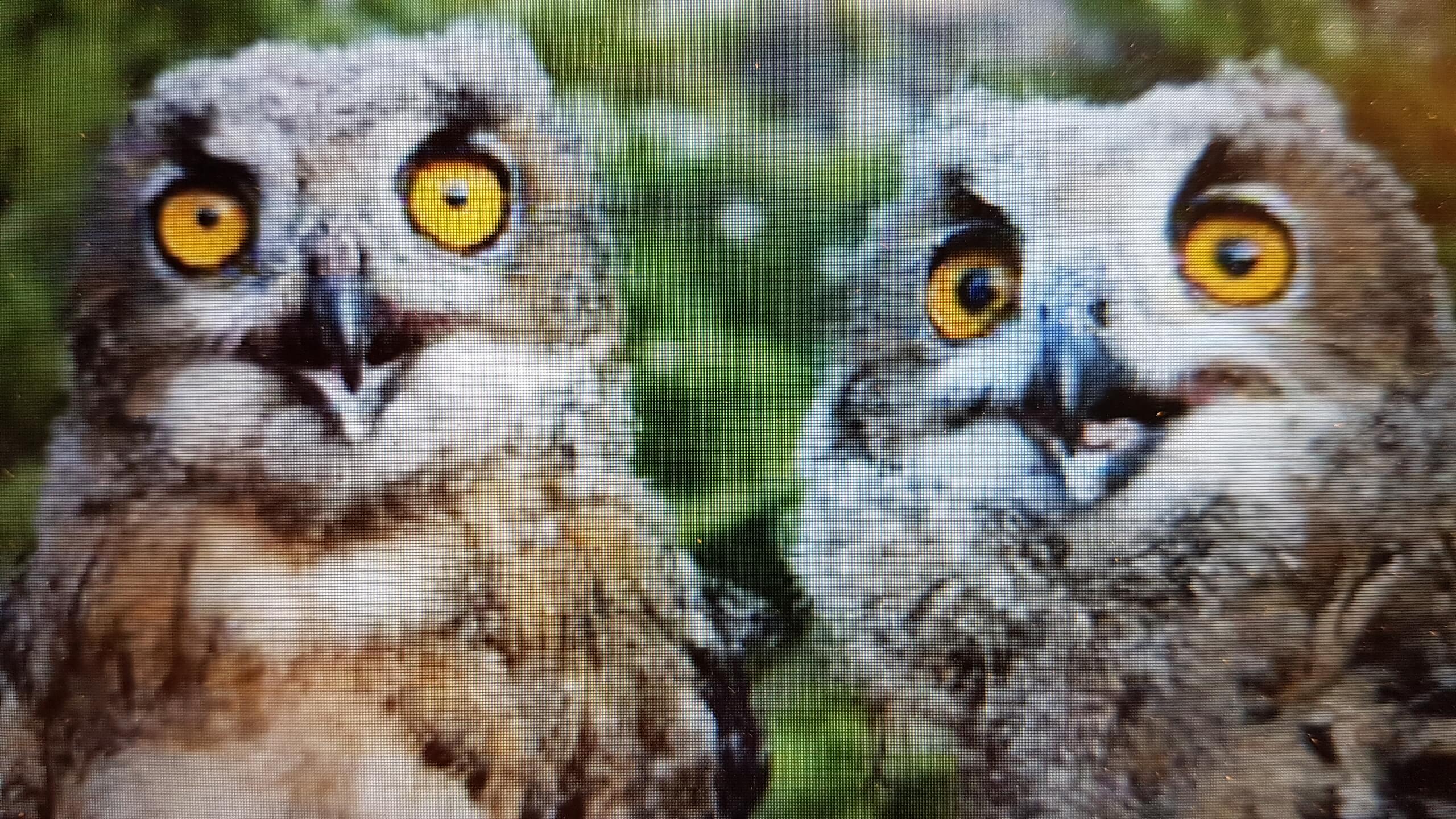 Image d'un duo de chouettes